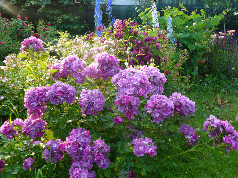 Chewbluemore - 2017 Trandafiri iunie