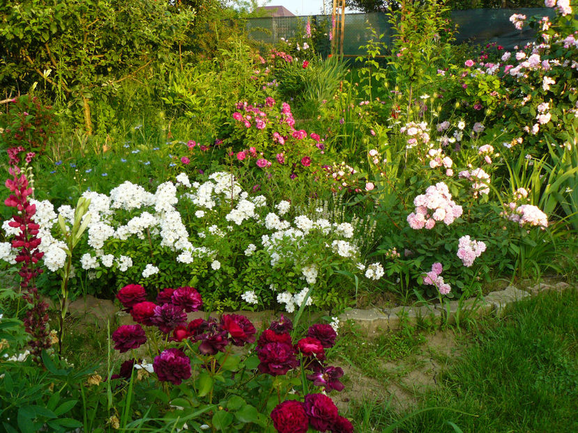 Dimov 6 si Guirlande dAmour - 2017 Trandafiri iunie