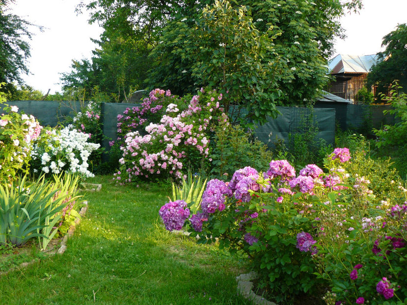 View 5 June - 2017 Trandafiri iunie