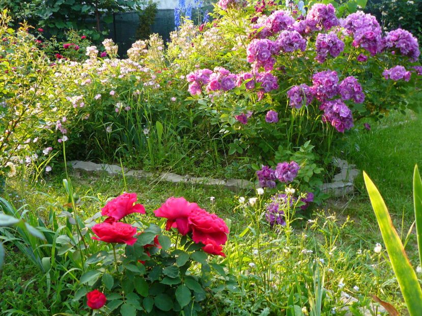 Souvenir dEdouard Maubert - 2017 Trandafiri iunie