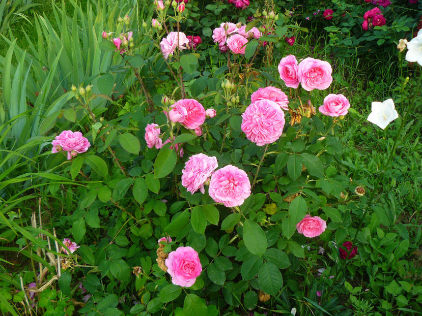 Gertrude Jeckyl - 2017 Trandafiri iunie