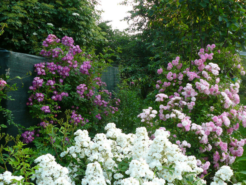 Francine Austin, Veulchenbleau,Thousendschones - 2017 Trandafiri iunie