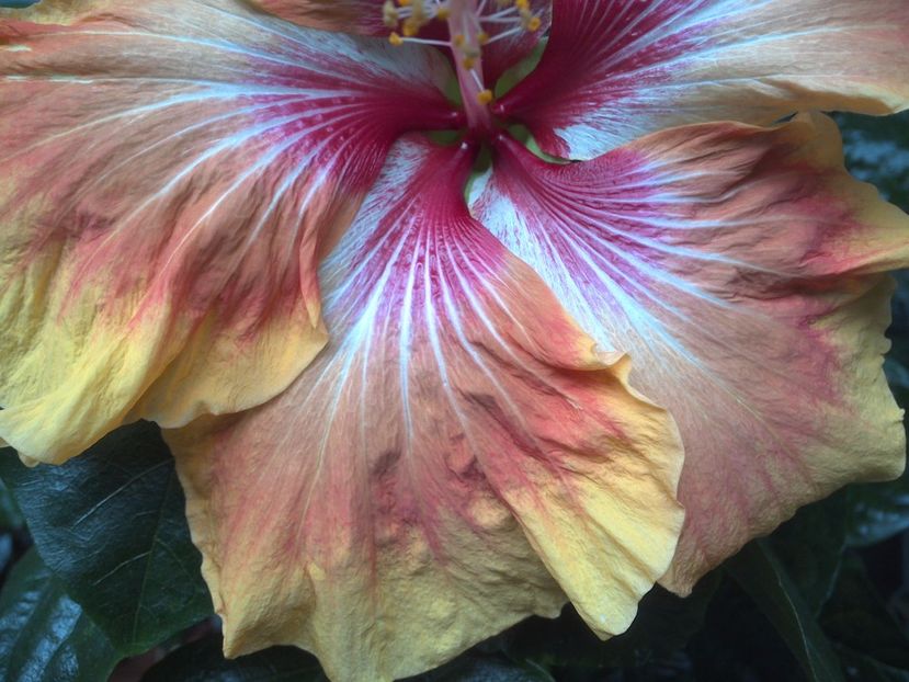 WIN_20170604_151755 - Tahitian Arcturus Queen