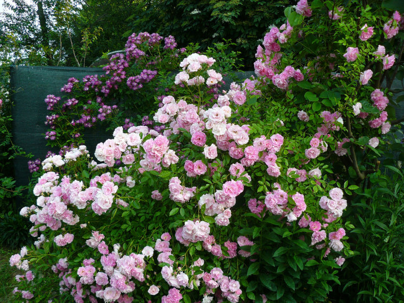 Thousendschones - 2017 Trandafiri iunie