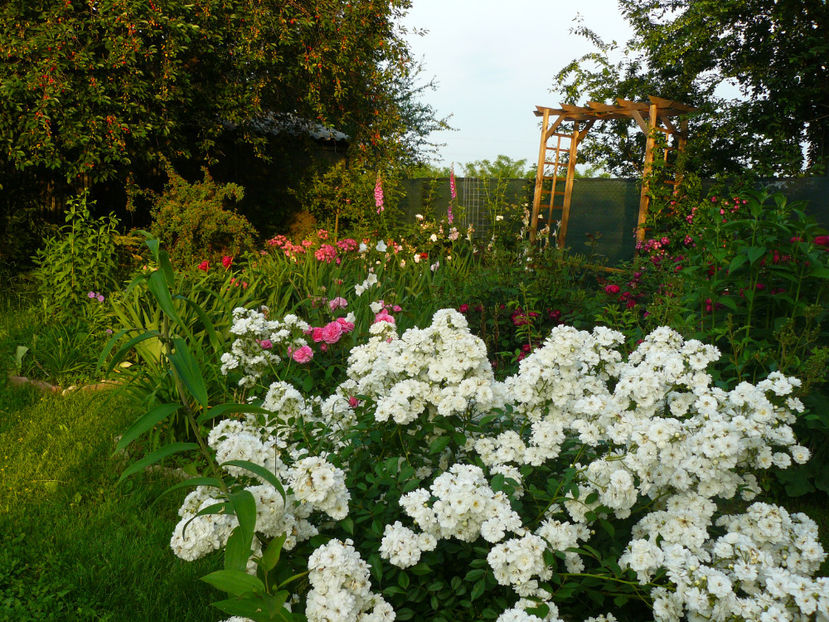 Francine Austin - 2017 Trandafiri iunie