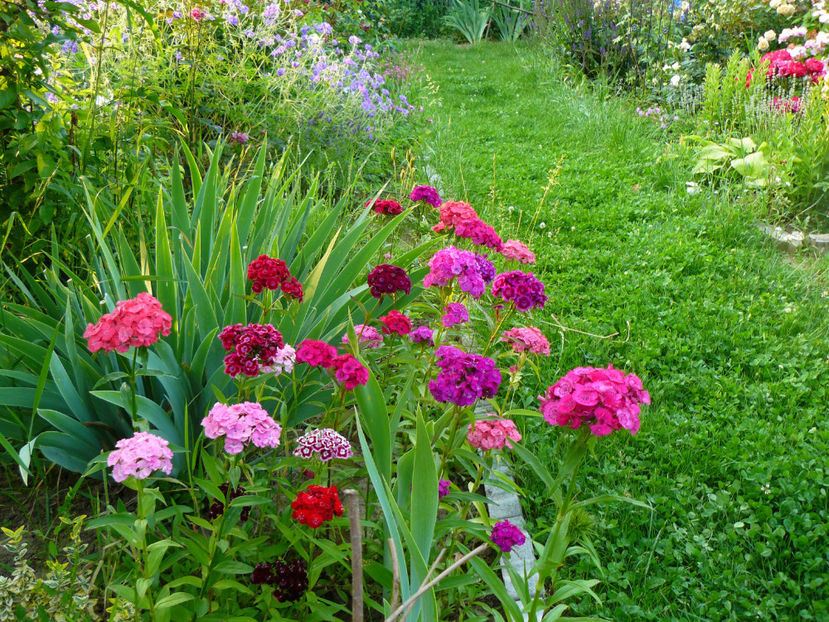 Garofite turcesti - 2017 Trandafiri iunie