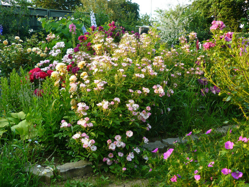 Apple Blossom inca neinflorit tot ! - 2017 Trandafiri iunie
