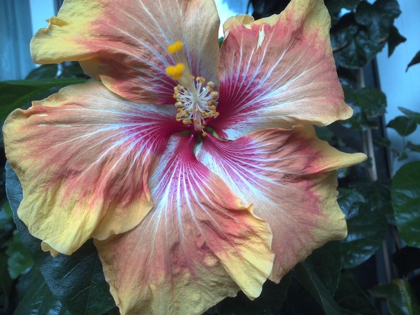 WIN_20170604_151811 - Tahitian Arcturus Queen