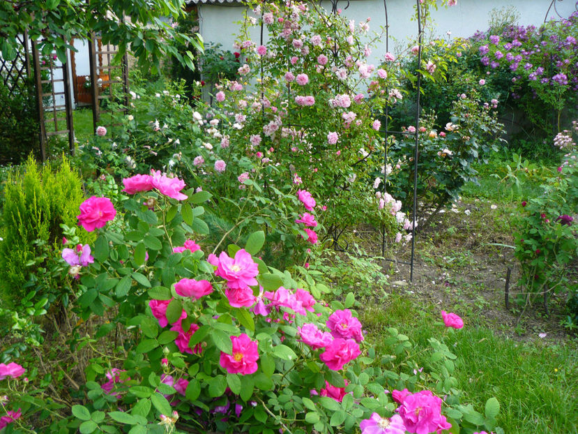 Rosa Galica Officinalis - 2017 Trandafiri iunie