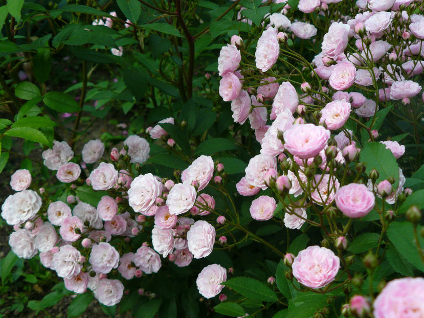 Heavenly Pink - 2017 Trandafiri iunie