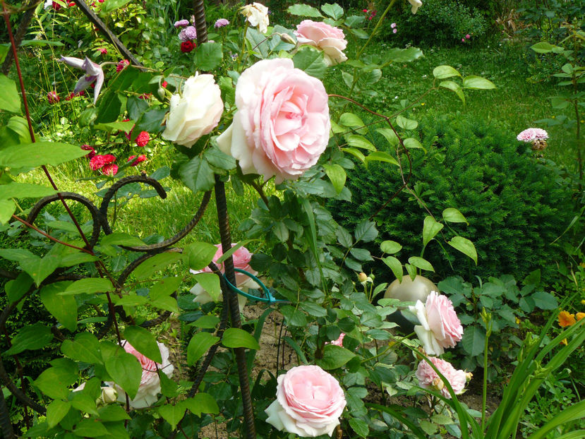Si celalalt Eden rose - 2017 Trandafiri iunie