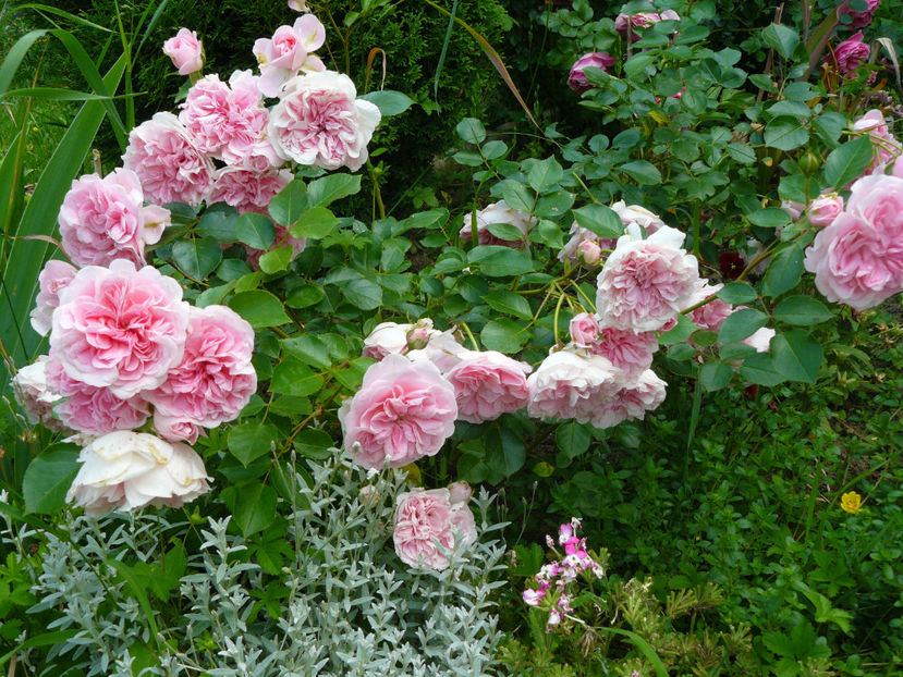 The Faun - 2017 Trandafiri iunie