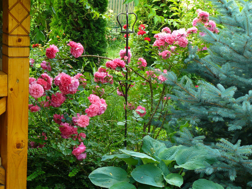 Rosarium Ueterson - 2017 Trandafiri iunie