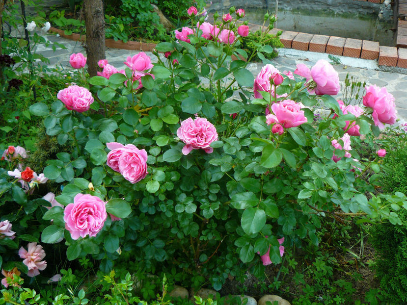 Leonardo - 2017 Trandafiri iunie