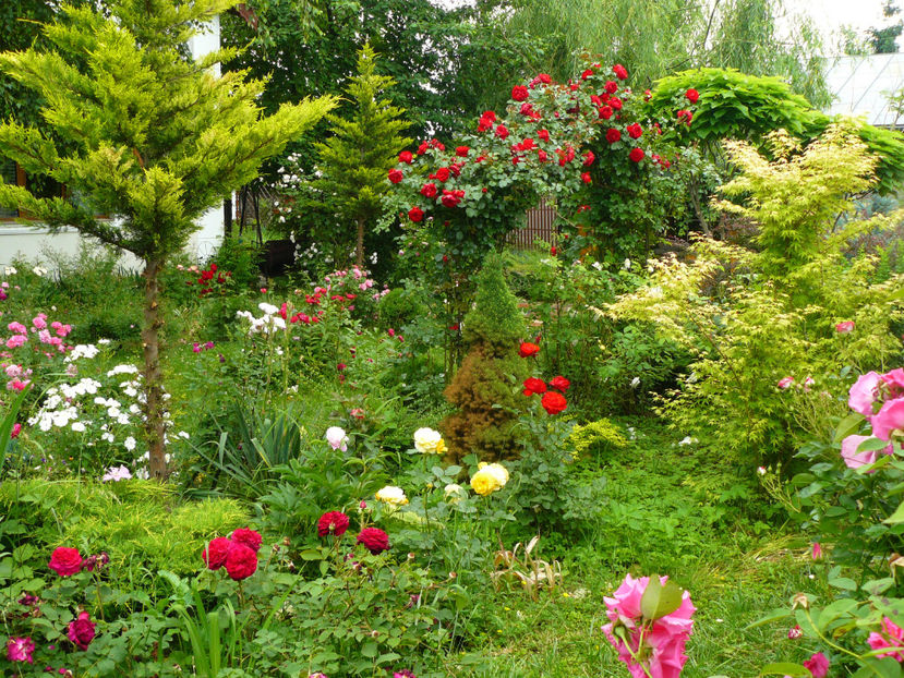 Florentina - 2017 Trandafiri iunie