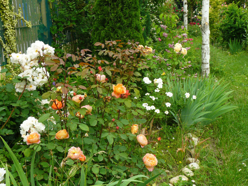 Lady Emma Hamilton - 2017 Trandafiri iunie