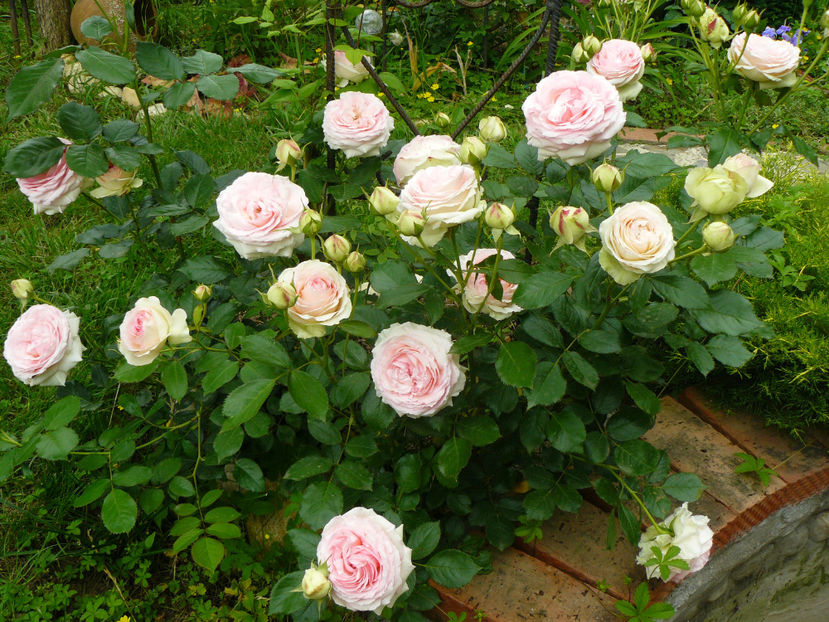 Eden Rose - 2017 Trandafiri iunie