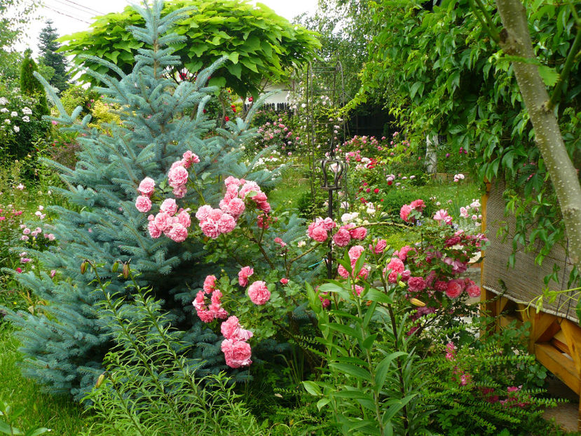 Rosarium Ueterson - 2017 Trandafiri iunie