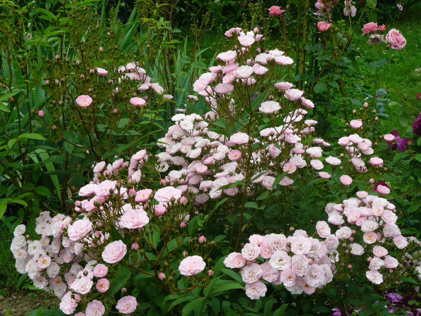 Heavenly Pink - 2017 Trandafiri iunie