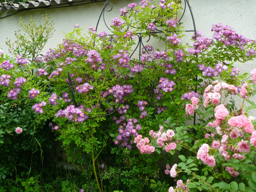 Veilchenblau si Pink Grootendorst - 2017 Trandafiri iunie