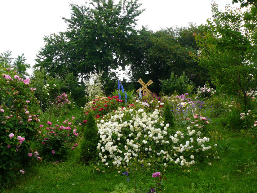 Mme Isaac Pereire si Mme Plantiere - 2017 Trandafiri iunie