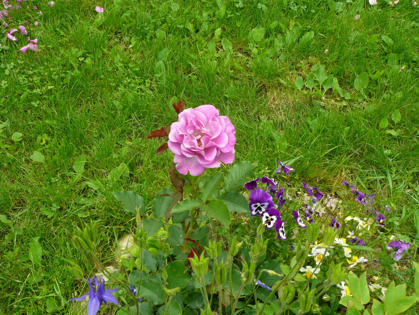 Luat ca EbbTide ?!! de la gradina Maxx... - 2017 Trandafiri iunie