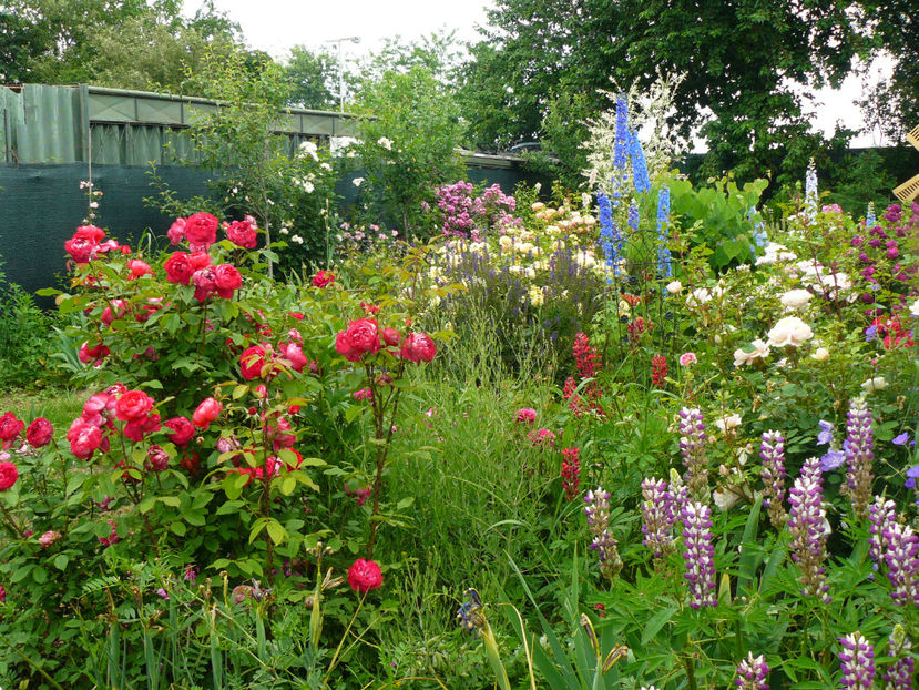 Benjamin Britten - 2017 Trandafiri iunie