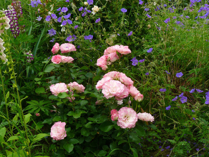 Bordure Rose - 2017 Trandafiri iunie