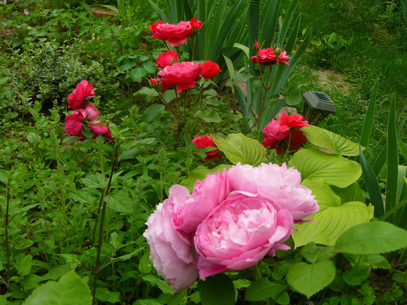 Rose Mary si Ingrid Wendl - 2017 Trandafiri iunie