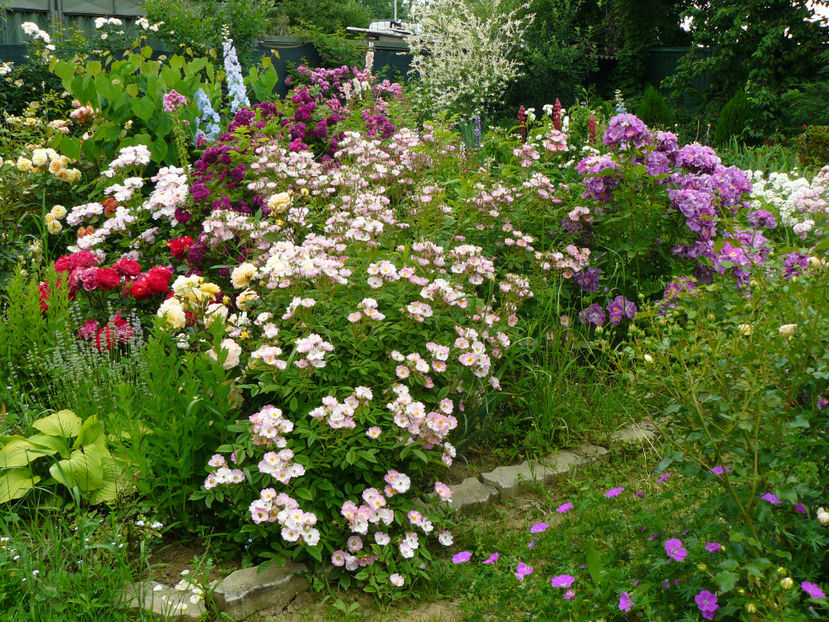 Apple Blossom multumesc Carina ! - 2017 Trandafiri iunie