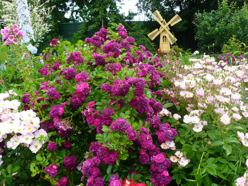 Blue Magenta - 2017 Trandafiri iunie