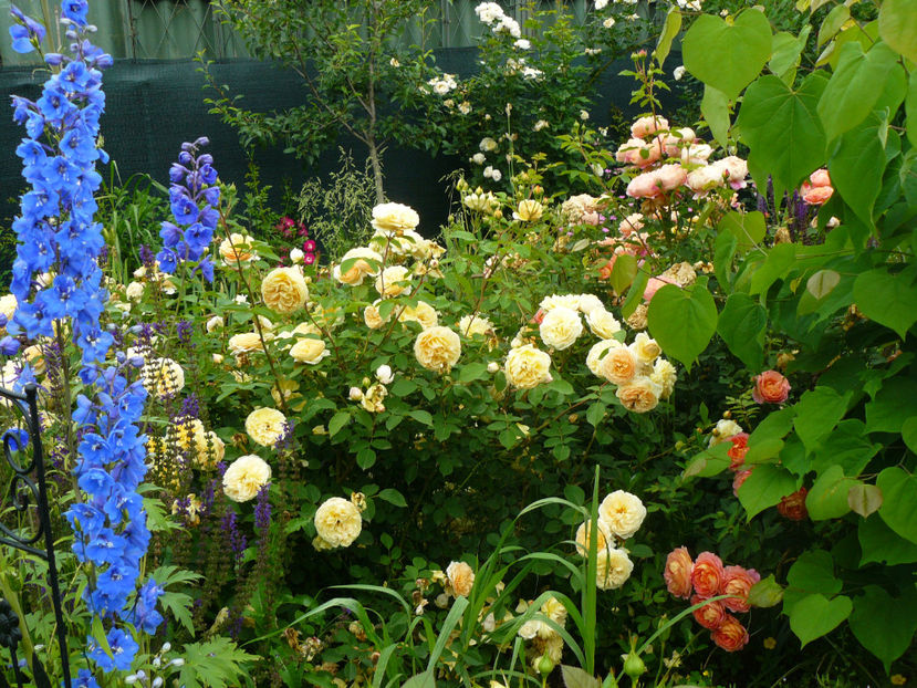 Teasing Georgia - 2017 Trandafiri iunie