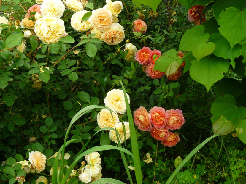 Teasing Georgia si Lady of Shalot - 2017 Trandafiri iunie