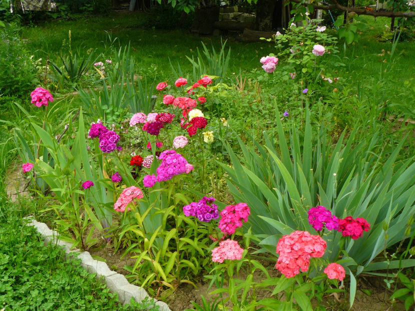 Garofite turcesti - 2017 Trandafiri iunie