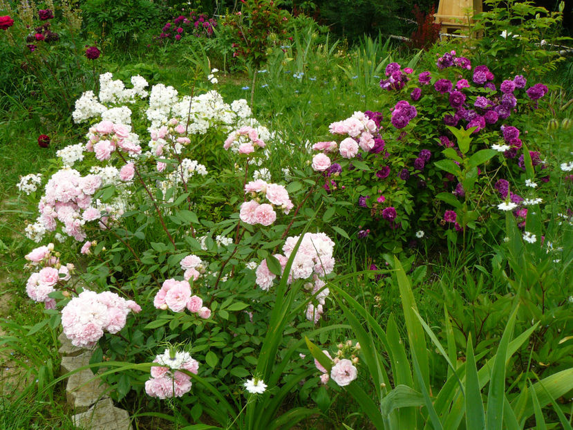 Belle de Sardaigne,Guirlande dAmour,Cardinal Richelieu - 2017 Trandafiri iunie