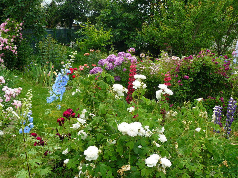 Madame Hardy - 2017 Trandafiri iunie