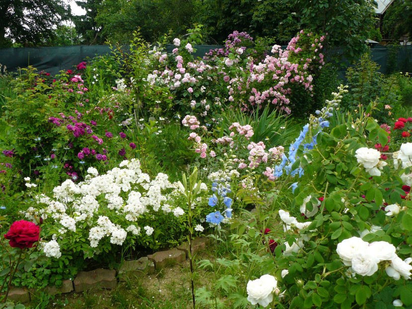 Guirlande dAmour - 2017 Trandafiri iunie