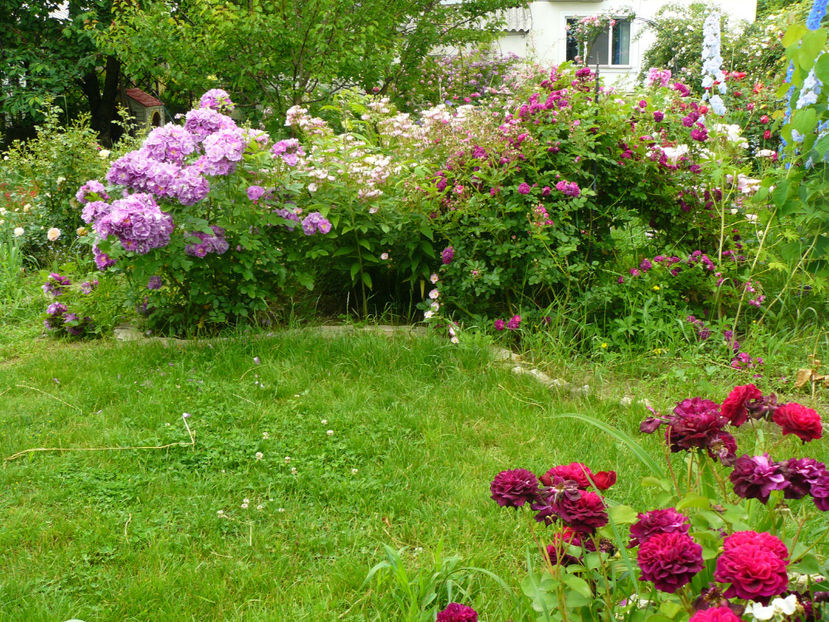 Chewbluemore si Dimov 6 - 2017 Trandafiri iunie