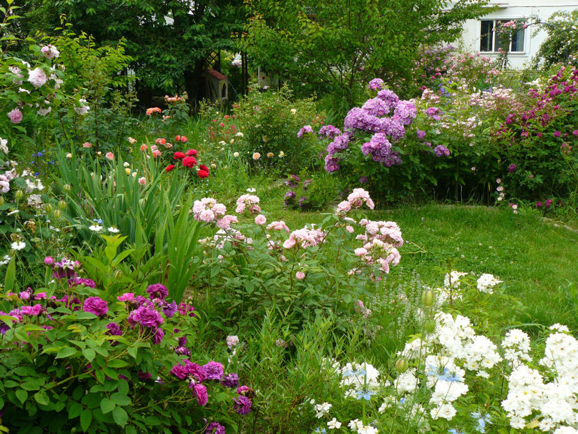 Cardinal Richelieu,Guirlande dAmour - 2017 Trandafiri iunie