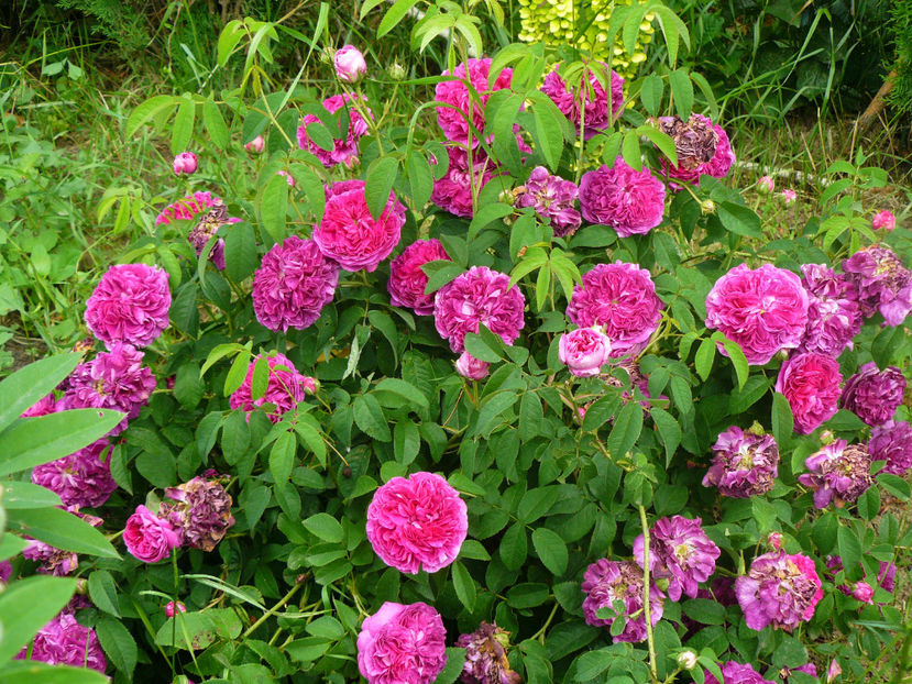 Charles de Mills - 2017 Trandafiri iunie