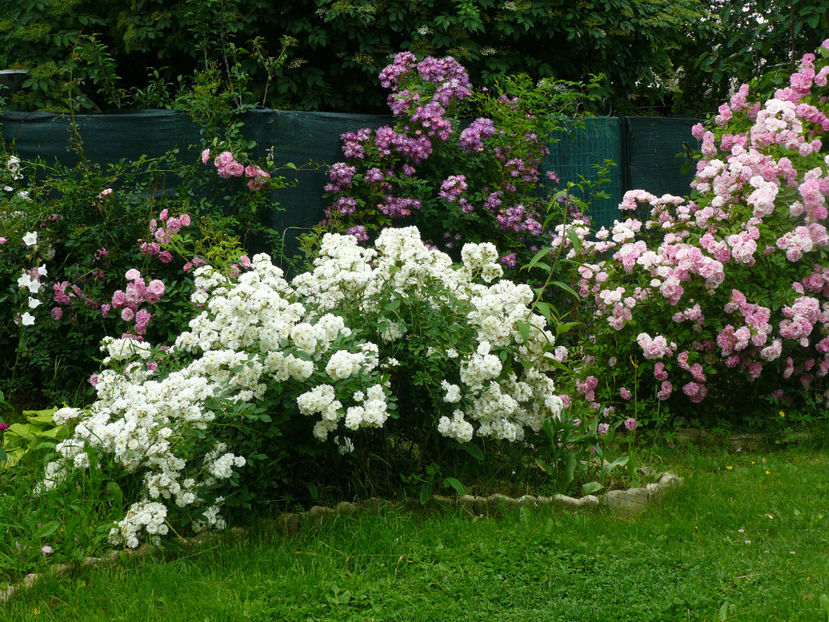 Francine Austin, Veichenblau,Thousendschones - 2017 Trandafiri iunie