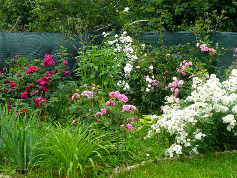 Gypsy Boy, Gertrude Jeckyk,Francine Austin - 2017 Trandafiri iunie