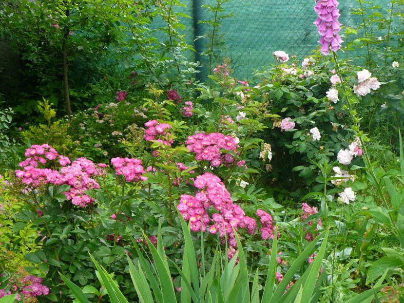 Sibelius - 2017 Trandafiri iunie