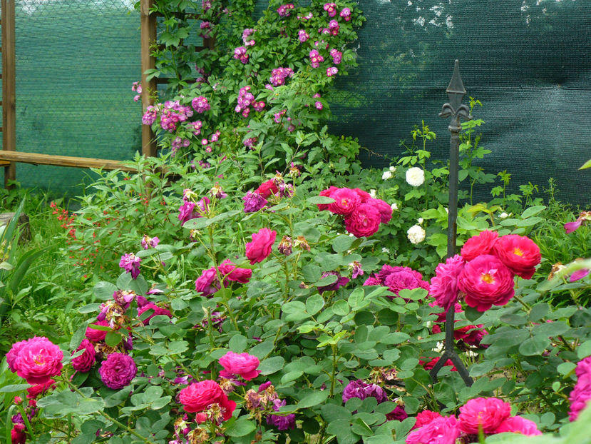 Gypsy Boy - 2017 Trandafiri iunie