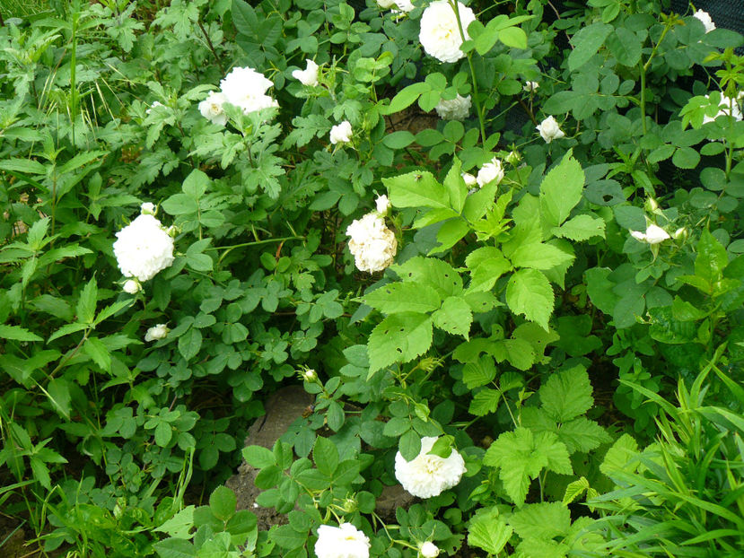 Madame Legras de Saint German - 2017 Trandafiri iunie