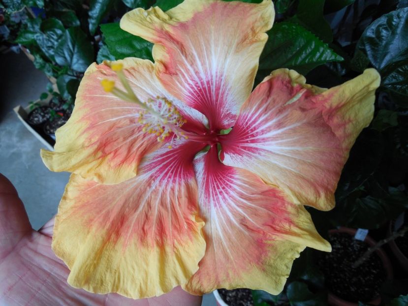  - Tahitian Arcturus Queen