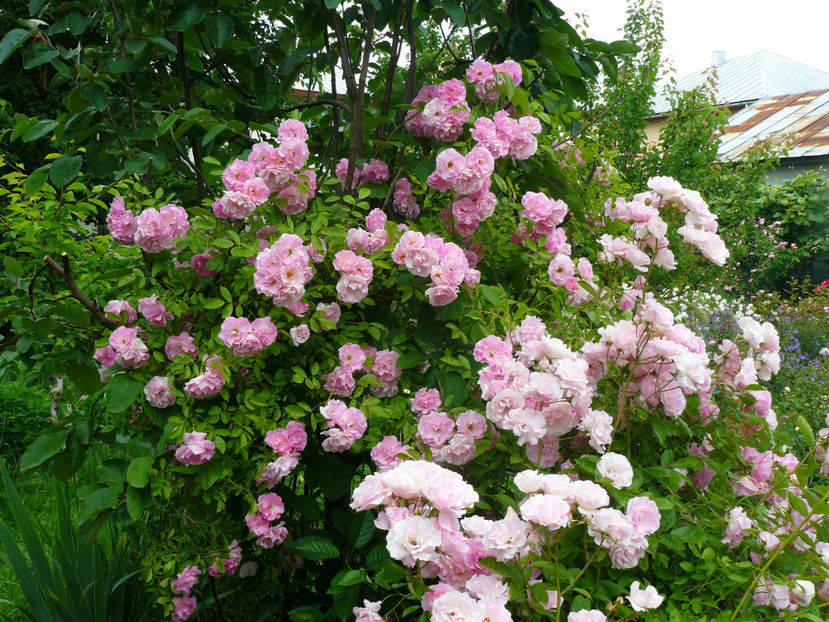 Thousendschones - 2017 Trandafiri iunie