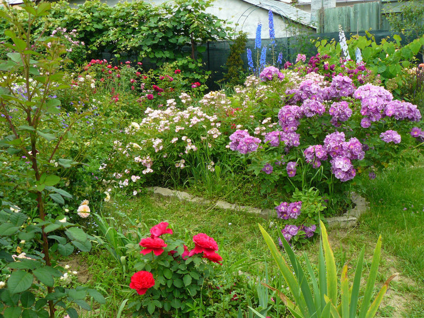 Edouard Maubert, Chewbluemore - 2017 Trandafiri iunie