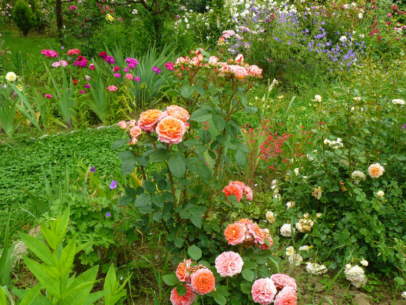 Mamie Dittiere - 2017 Trandafiri iunie