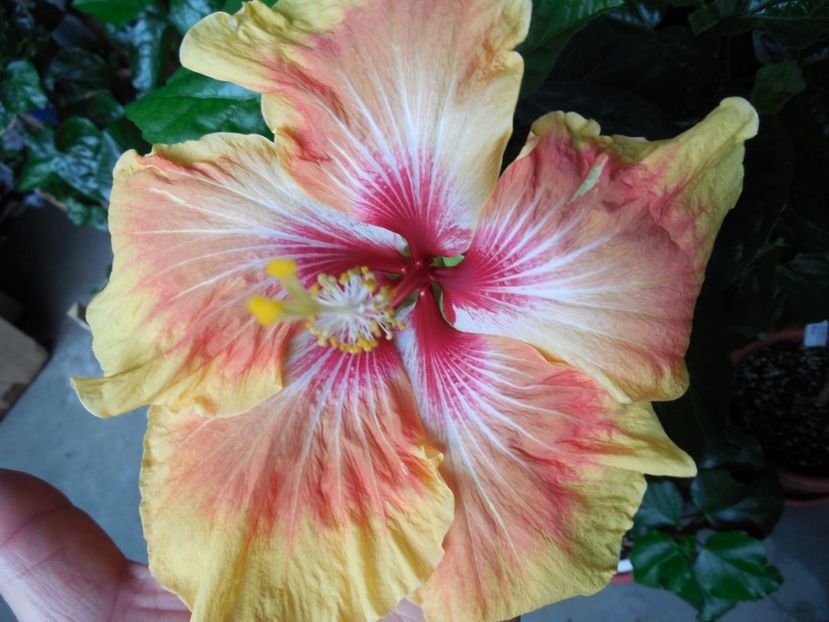  - Tahitian Arcturus Queen